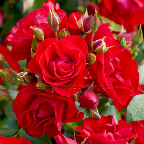 Роза ароматна храстовидна червена в контейнер - Red Rose