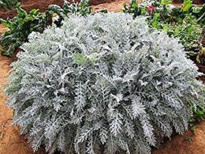Сенецио сребрист прах за контраст в градината - Senecio silver dust