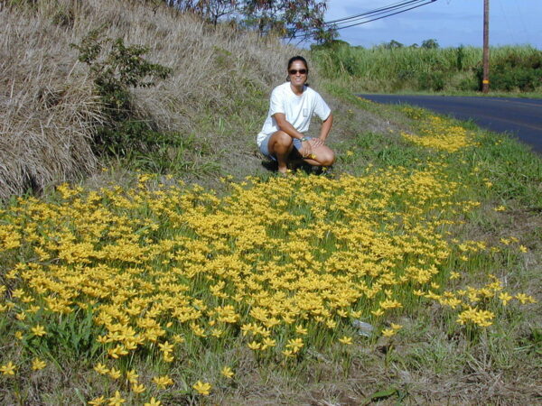 Зефирантес екзотично жълт ароматен за слънчеви тераси - Zephyranthes citrina