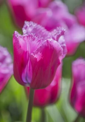 Лале носещо името на Парижския музей Лувър - Tulip Louvre Лале носещо името на Парижския музей Лувър - Tulip Louvre