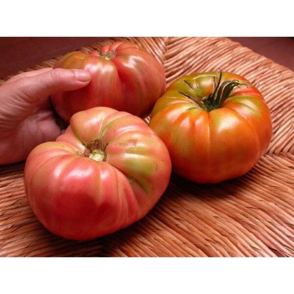 Домат розов 250-300 грама салатен сорт професионални семена - Tomato Sorentino