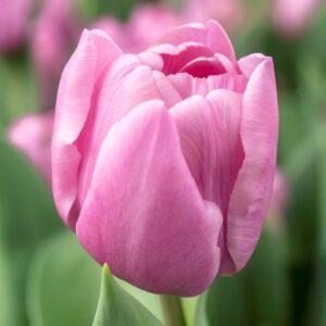 Лале кичесто Танц на маса в кукленско лилаво розов цвят - Tulip table dance