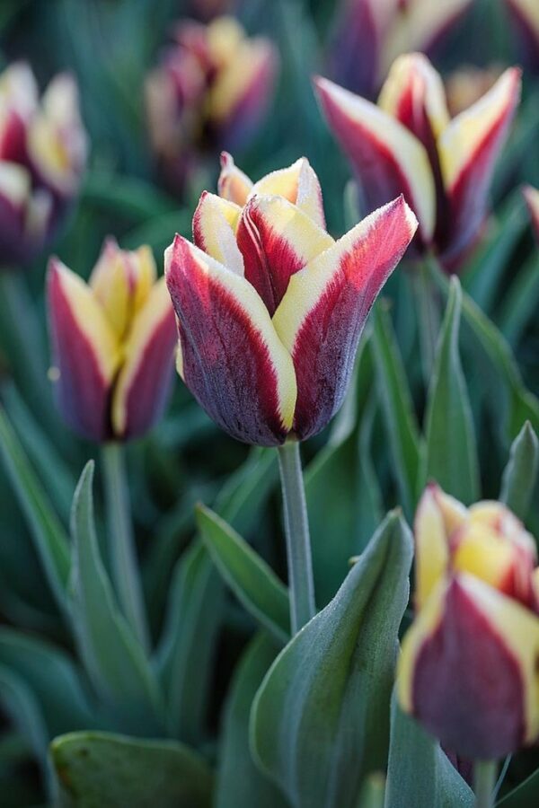 Необикновено лале лилаво с жълто Гавота - Tulip gavota