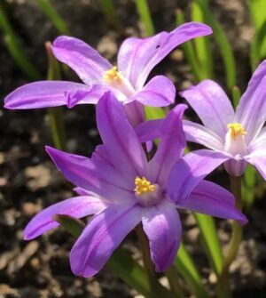 Ксионодокса многогодишна лилава красавица не изчезва през годините - Chionodoxa Violet beauty