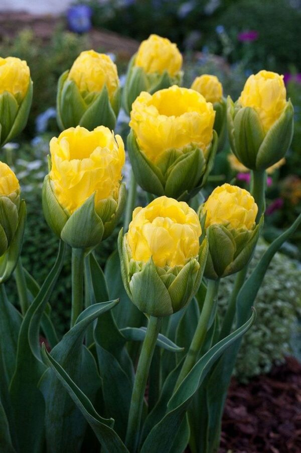 Лимитирано лале Жълта изненада с отличаващ се характер - Tulip Pop up yellow