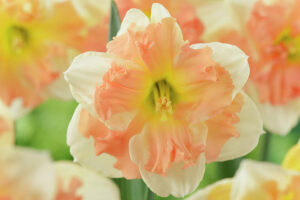 Нарцис магнетично красив с ванилов аромат - Narcissus Vanilla peach