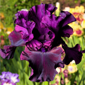Ирис Пурпурна експлозия в наситено лилаво - Iris Purplelicious