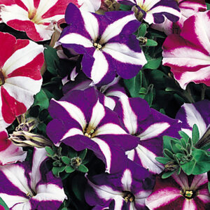 Петуния звезда със супер едър цвят 50 бр.професионални семена - Petunia grandiflora star mix