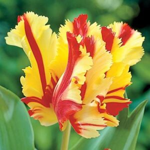 Лале пламтящ папагал не изчезва през годините - Tulip Flaming parrot