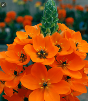 Орнитогалум слънчева звезда саксийно ароматно растение - Ornithogalum dubium orange