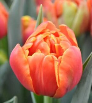 Лале Икона трайно с кичест оранжев цвят - Tulip double late Icoon