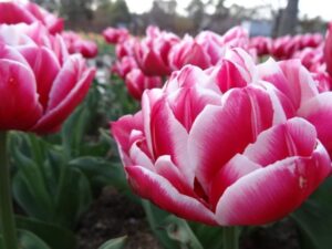 Лале Колумб елегантно и ароматно божуресто двуцветно - Tulip Columbus Лале Колумб елегантно и ароматно божуресто двуцветно - Tulip Columbus