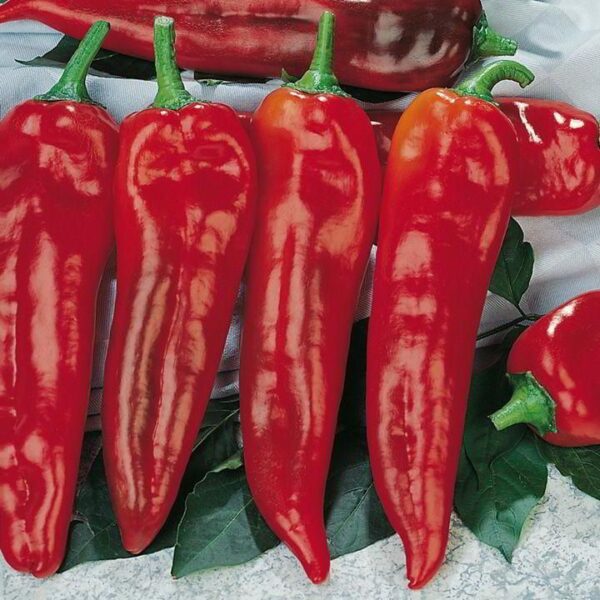 Пипер супер сладък тип червена капия 50 броя семена - Pepper Thor F1