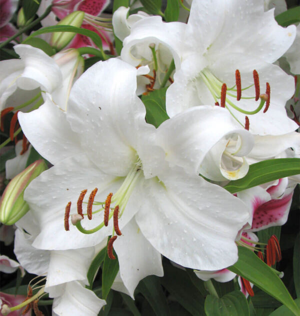 Лилиум най-красивият бял с огромен ароматен цвят - Lilium oriental Casablanca
