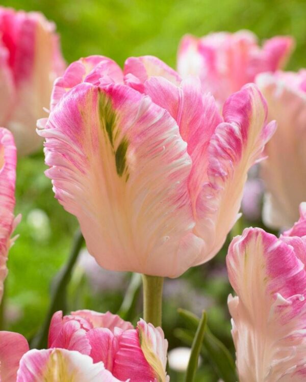 Папагалско лале Кабана в което да се влюбиш - Tulip cabanna