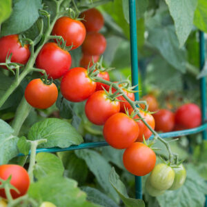 Домат уникалното чери сорт Угощение - Tomato cherry Tidy treats