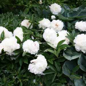 Божур ароматен трицветен бял с розово и жълто - Paeonia lactiflora Shirley Temple