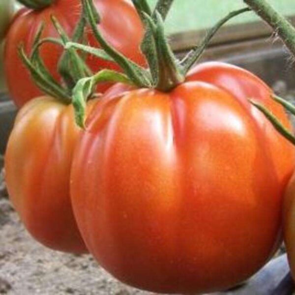 Домат най-устойчивият сорт на болести 300-350 грама салатен и много вкусен -Tomato Silvano f1