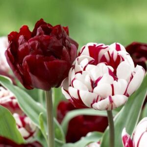 Лале ексклузивно рядко срещано кичесто и ароматно с 12 см цвят - Tulip Carnaval de Nice