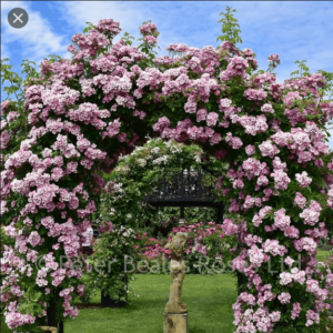 Роза с безброй цветове катерлива за цветен килим - Rose apple blossom rambler