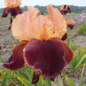 Ирис в червено и прасковено розово - Iris cimarron strip