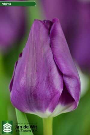 Лале Негрита в топ 10 сред сортовете лилави лалета - Tulip Negrita