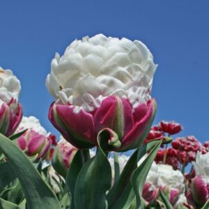 Ексклузивното и модерно лале сладоледен крем - Tulip Ice cream Double late 3