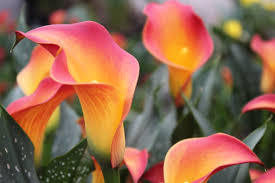 Кала единствена с преливащи се цветове розово-оранжева - Calla Morning sun