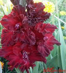 Гладиол къдрав в тъмно кадифе Тамбов - Gladiolus tambov