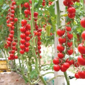 Домат старинно италианско чери Чиледжия - Tomato cherry ciliegia