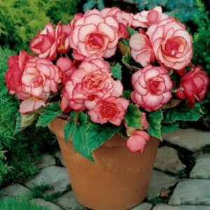 Приказно красива кичеста Бегония с цвят на роза за сянка - Begonia bouton de rose Приказно красива кичеста Бегония с цвят на роза за сянка - Begonia bouton de rose