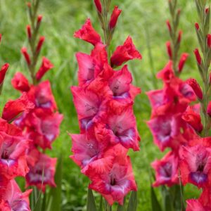 Гладиол Триколор цъфти с по 15 броя цвята на стъбло - Gladiolus Tricolore Гладиол Триколор цъфти с по 15 броя цвята на стъбло - Gladiolus Tricolore