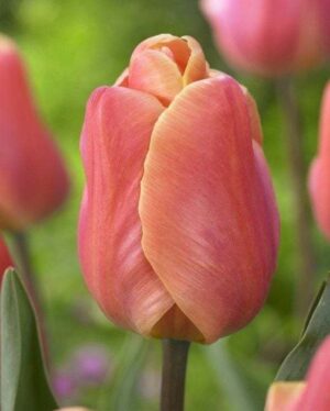 Лале принцът на Сьомгата с менящ се цвят от розов към червен - Tulip salmon prince