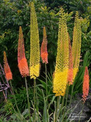 Еремурус многогодишен цъфти повече от 30 дни избор на цвят - Eremurus Shelford Hybrid (Foxtail Lily Desert Candle)