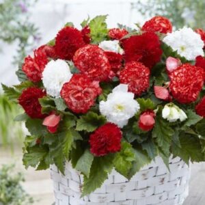 Бегония смес червена и бяла нон стоп цъфти - Begonia non stop mix Бегония смес червена и бяла нон стоп цъфти - Begonia non stop mix