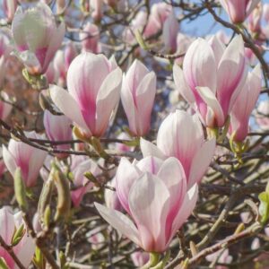 Магнолия розово с бяло - Magnolia light pink