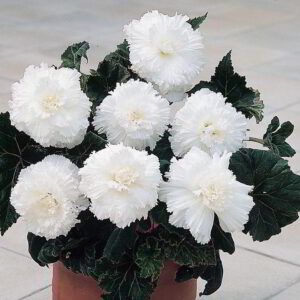 Бегония къдрава и ресничеста бяла - Begonia Fimbriata White Бегония къдрава и ресничеста бяла - Begonia Fimbriata White
