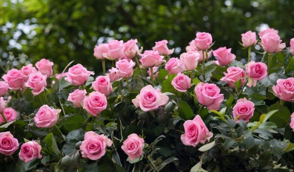 Роза в саксия градинска ароматна и многогодишна - Rose pink