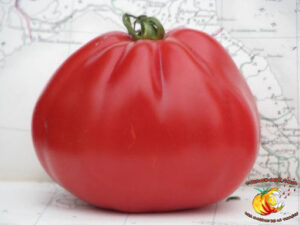 Най-сладкият и едроплоден домат с вегетация 70-75 дни и без семки не е ГМО - Tomato Red pear
