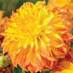 Далия с гигантски 25 см цвят Кралят слънце- Dahlia El Sol Далия с гигантски 25 см цвят Кралят слънце- Dahlia El Sol