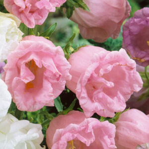 Кампанула кичеста розова - Campanula flore plena pink