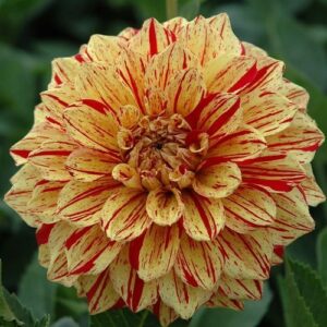 Далия Глориоза двуцветна шарена с цвят 15 см - Dahlia Connells Gloriosa Далия Глориоза двуцветна шарена с цвят 15 см - Dahlia Connells Gloriosa