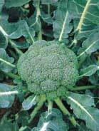 Броколи на първо място в класациите за полезен зеленчук време за сеитба - Broccoli Calabrese