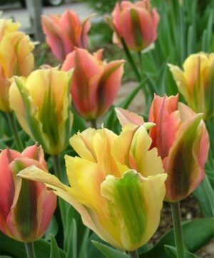 Лале Виридифлора смес с продължителен 4 седмичен цъфтеж - Tulip viridiflora mix