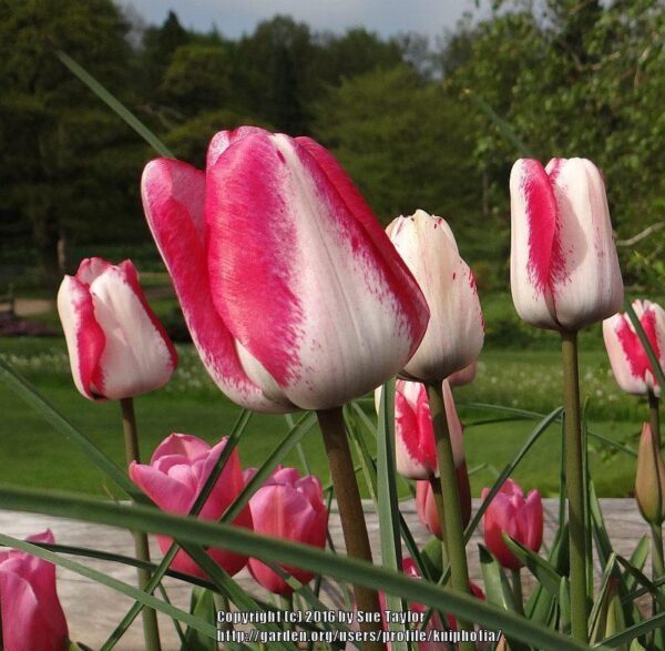 Красиво ягодово розово лале Игривото момиче - Tulip Playgirl