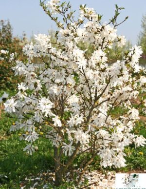 Магнолия най-зимоустойчива и ароматна звезда - Magnolia star