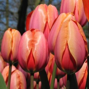 Лале прасковен фаворит ранно - Tulip Apricot favourite