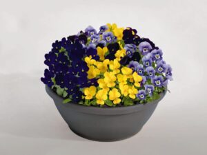 Виола компактна и почвопокривна многогодишна смес - Viola cornuta mix