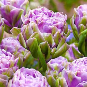 Най - новото кичесто лале на пазара - Tulip Violet pranaa Най - новото кичесто лале на пазара - Tulip Violet pranaa