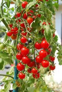 Домат висящ Топси Том до 300 доматчета на растение - Tomato Topsy Tom